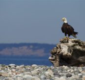 Fun Things To Do, Anchorage Cottages